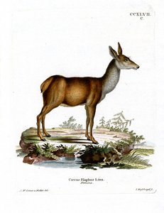 Red Deer (värillinen kaiverrus) tekijältä German School