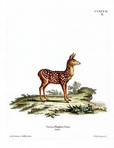 Red Deer Fawn (värillinen kaiverrus) tekijältä German School