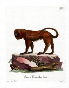 Red Howler (värillinen kaiverrus) tekijältä German School