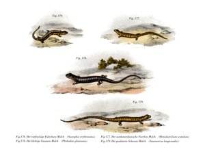 Redback Salamander (väri litho) tekijältä German School
