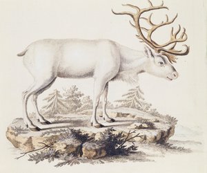 Poro (Cervus tarandus), nisäkkäistä kuvitettu luonnosta kuvauksin, Johann Christian Daniel von Schreber (1739-1810), kaiverrus I Nufsbiegel, osa 5, taulukko 248-C, Saksa tekijältä German School
