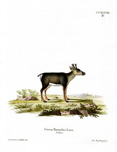 Poro Fawn (värillinen kaiverrus) tekijältä German School