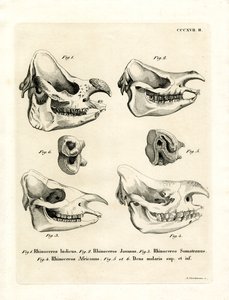 Rhino Skulls (värillinen kaiverrus) tekijältä German School