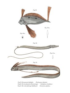 Ribbon Fish (väri litho) tekijältä German School