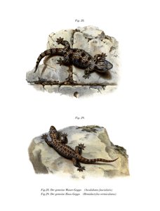 Ringed Wall Gecko (väri litho) tekijältä German School