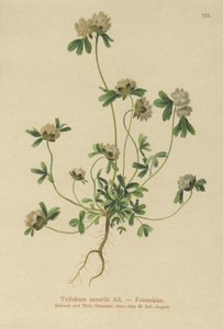 Kiviapila (Trifolium saxatile) tekijältä German School