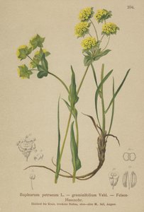 Kivijäniskorva (Bupleurum petraeum, Bupleurum graminifolium) tekijältä German School