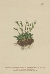Rock Saxifrage (Saxifraga controversa, Saxifraga adscendens) tekijältä German School