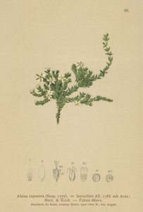 Kivipuikko (Alsine rupestris, Alsine lanceolata, Minuartia rupestris) tekijältä German School