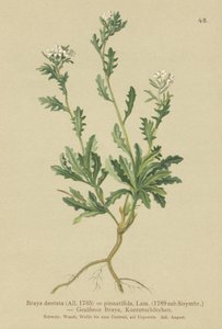 Vuorikrassi (Braya dentata, Braya pinnatifida, Murbeckiella pinnatifida, Arabette pennatifida, Grass Cornacchia pennatifida) tekijältä German School