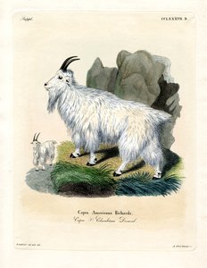 Rocky Mountain Goat (värillinen kaiverrus) tekijältä German School
