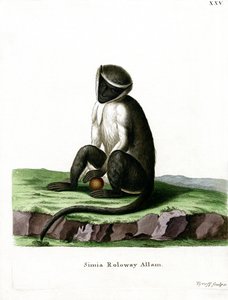 Roloway Guenon (värillinen kaiverrus) tekijältä German School