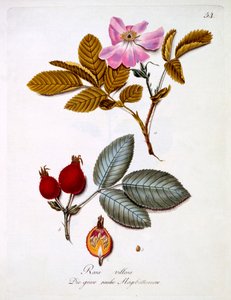 Rosa villosa, kuvitus Johann Daniel von Reitterin saksalaisten luonnonvaraisten kukkien kirjasta, julkaistu n. 1803-5