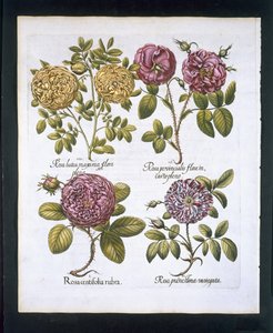 Ruusut, lautanen 95 Hortus Eystettensisby Basil Besler (1561-1629) pubista. 1613 (käsinvärinen kaiverrus) tekijältä German School