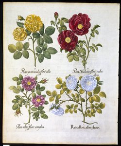 Ruusut, lautanen 96, Basil Beslerin (1561-1629) pubista Hortus Eystettemsis vuodelta 1613 (käsinvärinen kaiverrus) tekijältä German School