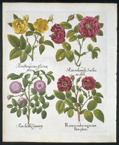 Ruusut, lautanen 96, Hortus Eystettensis, Basil Besler (1561-1629) pub 1613 (käsinvärinen kaiverrus) tekijältä German School