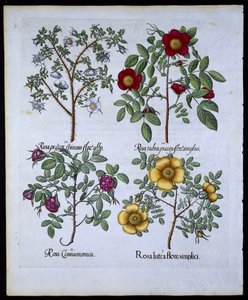 Ruusut, lautanen 98 Hortus Eystettensisby Basil Besler (1561-1629) pubista. 1613 (käsinvärinen kaiverrus) tekijältä German School