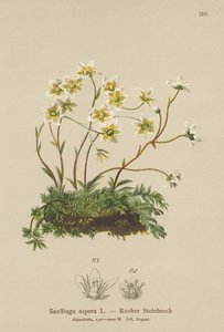 Karkea saksifrage (Saxifraga aspera) tekijältä German School
