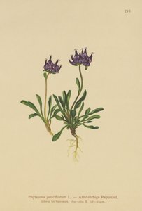 Pyöreäpäinen rampioni (Phyteuma pauciflorum, Rapunculus pauciflorus, Phyteuma globulariifolium) tekijältä German School