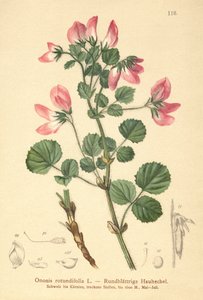 Pyöreälehtinen lepakkovarpunen (Ononis rotundifolia, Ononis tribracteata) tekijältä German School