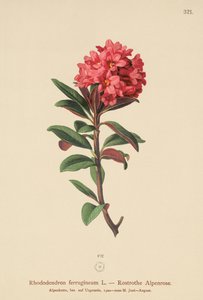 Rusty-Leaved Alpenrose (Rhododendron ferrugineum) tekijältä German School