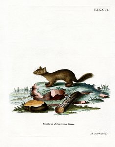 Sable (värillinen kaiverrus) tekijältä German School