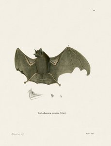 Sac-winged Bat tekijältä German School