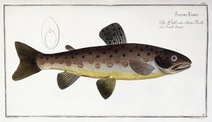 Salmo Fario tekijältä German School