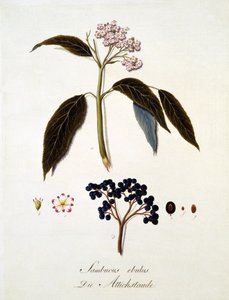 Sambucus Ebulus, Johann Daniel von Reitterin teoksesta A Comprehensive Work on All Wood Species of Wood, julkaistu 1803-05 (värinen kaiverrus) tekijältä German School