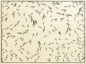 Bakteerinäyte vesijohtovedessä n. 1890 (värikromolitografia) tekijältä German School