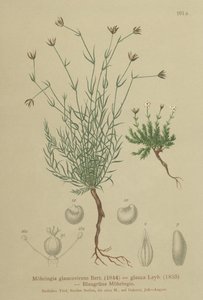 Sandworm (Moehringia glaucovirens, Möhringia glaucovirens, Möhringia glauca, Moehringia glauca, Arenaria glaucovirens) tekijältä German School