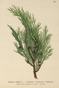 Savin Juniper (Juniperus Sabina) tekijältä German School