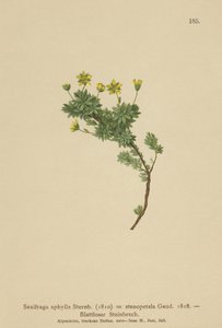 Saxifraga (Saxifraga aphylla, Saxifraga stenopetala) tekijältä German School