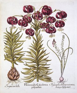 Scarlet Turks Cap Lily ja Scilla Autumnalis, Hortus Eystettensis, kirjoittanut Basil Besler (1561-1629), pub. 1613 (käsinvärinen kaiverrus) tekijältä German School