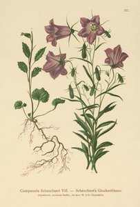 Scheuchzerin kellokukka (Campanula Scheuzeri) tekijältä German School