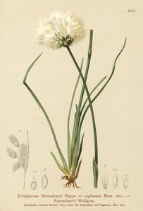 Scheuchzers-puuvillaruoho (Eriophorum Scheuchzeri, Eriophorum capitatum) tekijältä German School