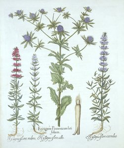 Sea Holly ja kolme erilaista iisoppia, Hortus Eystettensis, kirjoittanut Basil Besler (1561-1629), pub. 1613 (käsinvärinen kaiverrus) tekijältä German School