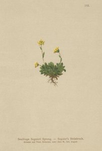 Seguieris Saxifrage (Saxifraga Seguieri) tekijältä German School