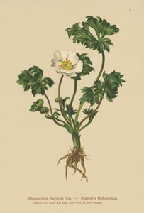 Seguiers Crowfoot (Ranunculus Seguieri) tekijältä German School