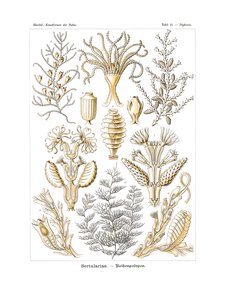 Sertulariae, 1899-1904 tekijältä German School