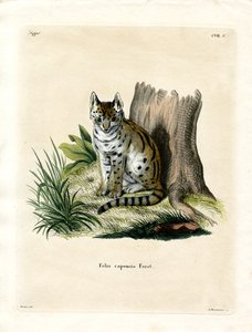 Serval (värillinen kaiverrus) tekijältä German School