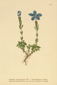 Lyhytlehtinen Gentian (Gentiana brachyphylla) tekijältä German School