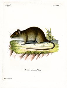 Lyhythäntäinen Bandicoot Rat (värillinen kaiverrus) tekijältä German School