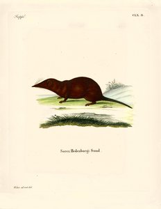 Shrew (värillinen kaiverrus) tekijältä German School