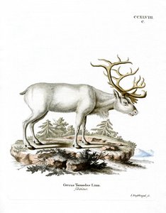 Siperianporo (värillinen kaiverrus) tekijältä German School