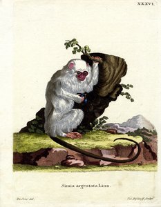 Hopeinen Marmoset (värillinen kaiverrus) tekijältä German School