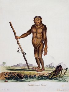 Simia satyrus, nisäkkäistä kuvitettu luonnosta kuvauksilla, Johann Christian Daniel von Schreber (1739-1810), I Nusbiegelin kaiverrus De Seven, Saksan piirtämänä tekijältä German School
