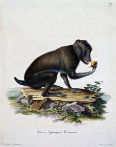 Simia sphingiola, nisäkkäistä kuvitettu luonnosta kuvauksin, Johann Christian Daniel von Schreber (1739-1810), kaiverrus IC Bock, Saksa tekijältä German School