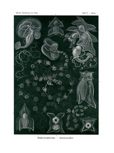 Siphonophorae, 1899-1904 tekijältä German School