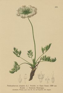 Pieni alppilude (Pachypleurum mutellinoides, Pachypleurum simplex Pachypleurum alpinum, Pachypleurum simplex, Neogaya simplex, Gaya simplex, Ligusticum simplex) tekijältä German School